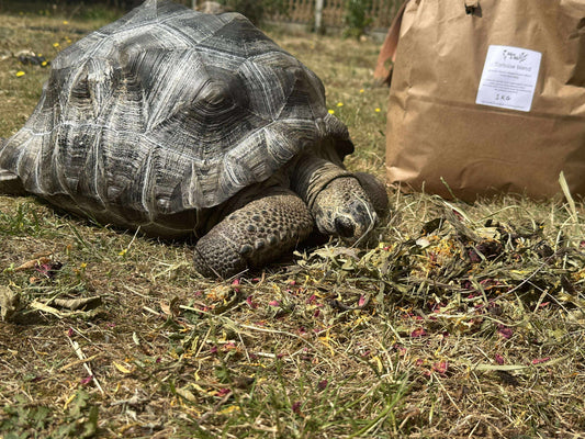 Tortoise blend