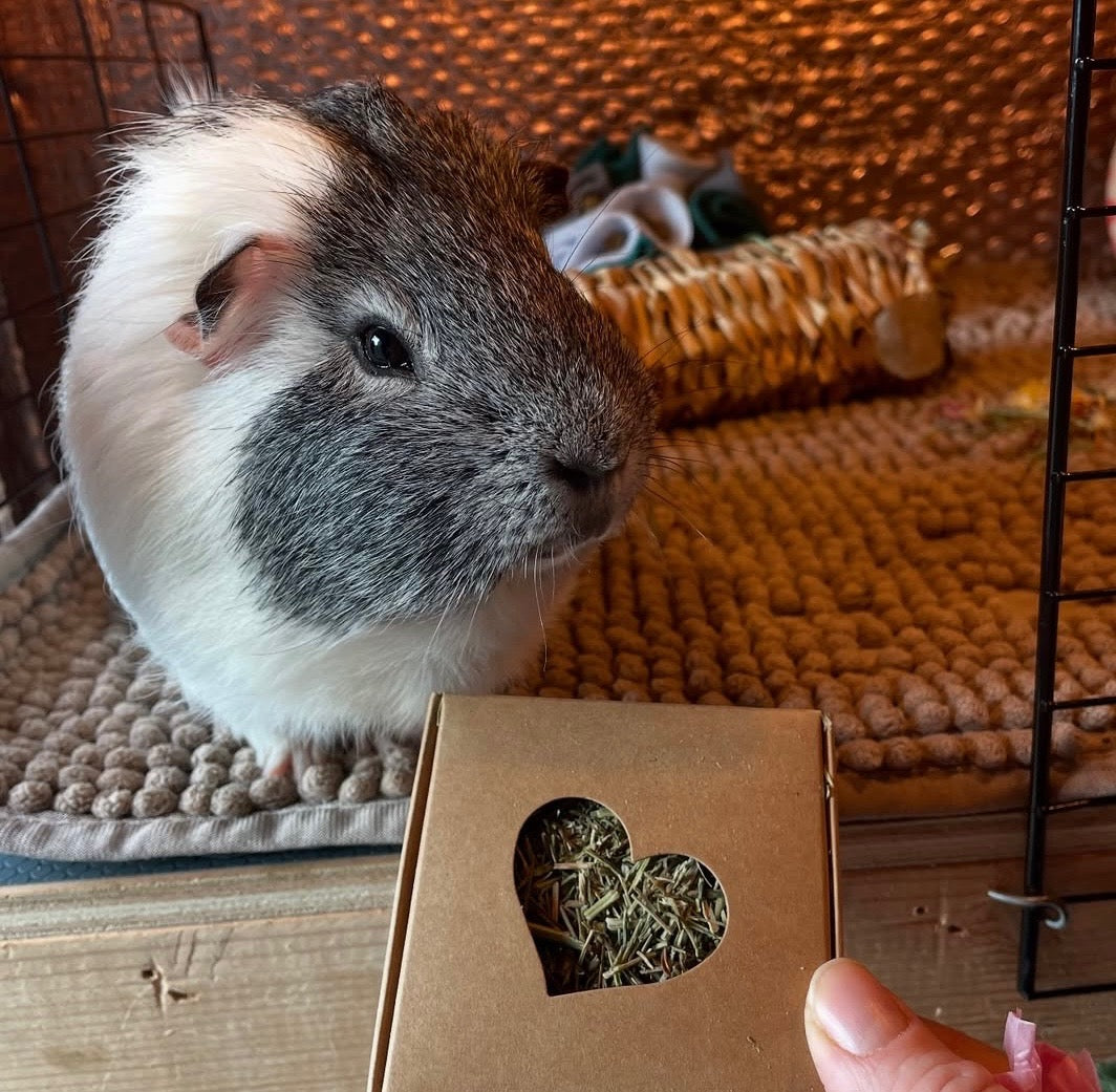 Nibble Box - Coriander stalks