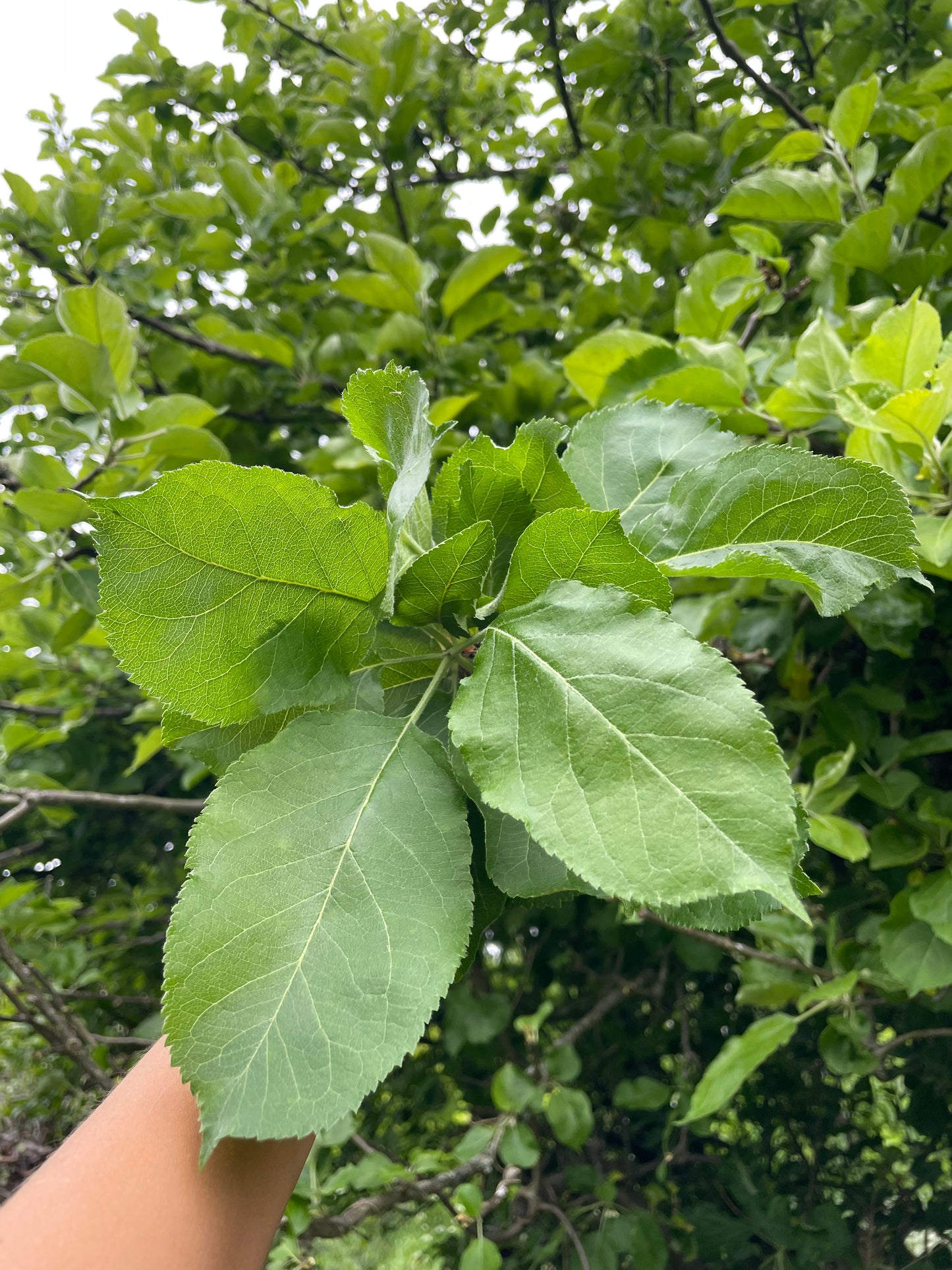 Apple leaves