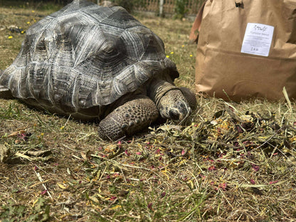 Tortoise blend