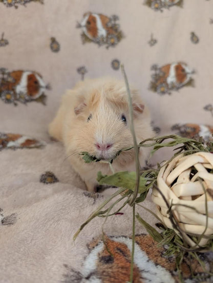 Bamboo Forage Bomb