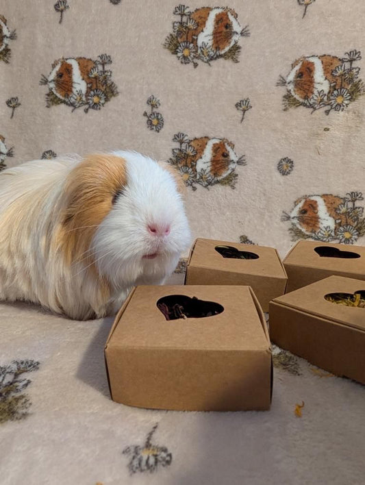 Nibble Box - Marigold flowers
