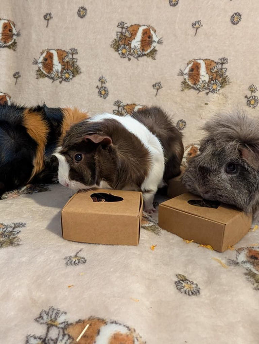 Nibble Box - Hibiscus flowers