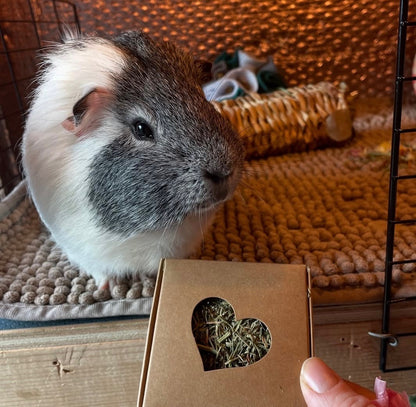 Nibble Box - Coriander stalks