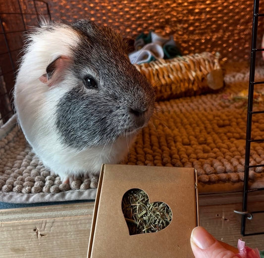 Nibble Box - Coriander stalks