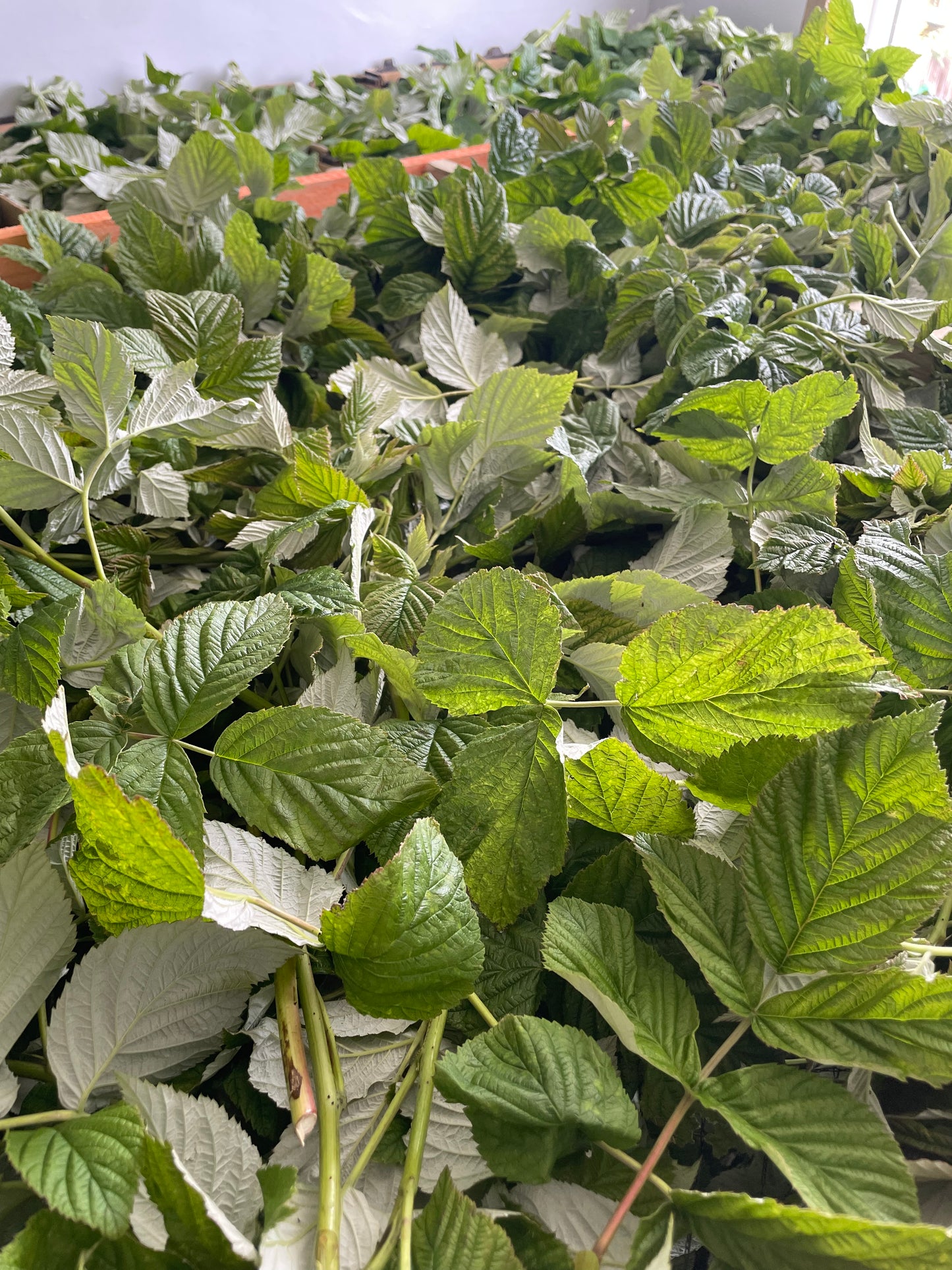 Raspberry Leaves