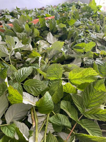 Raspberry Leaves