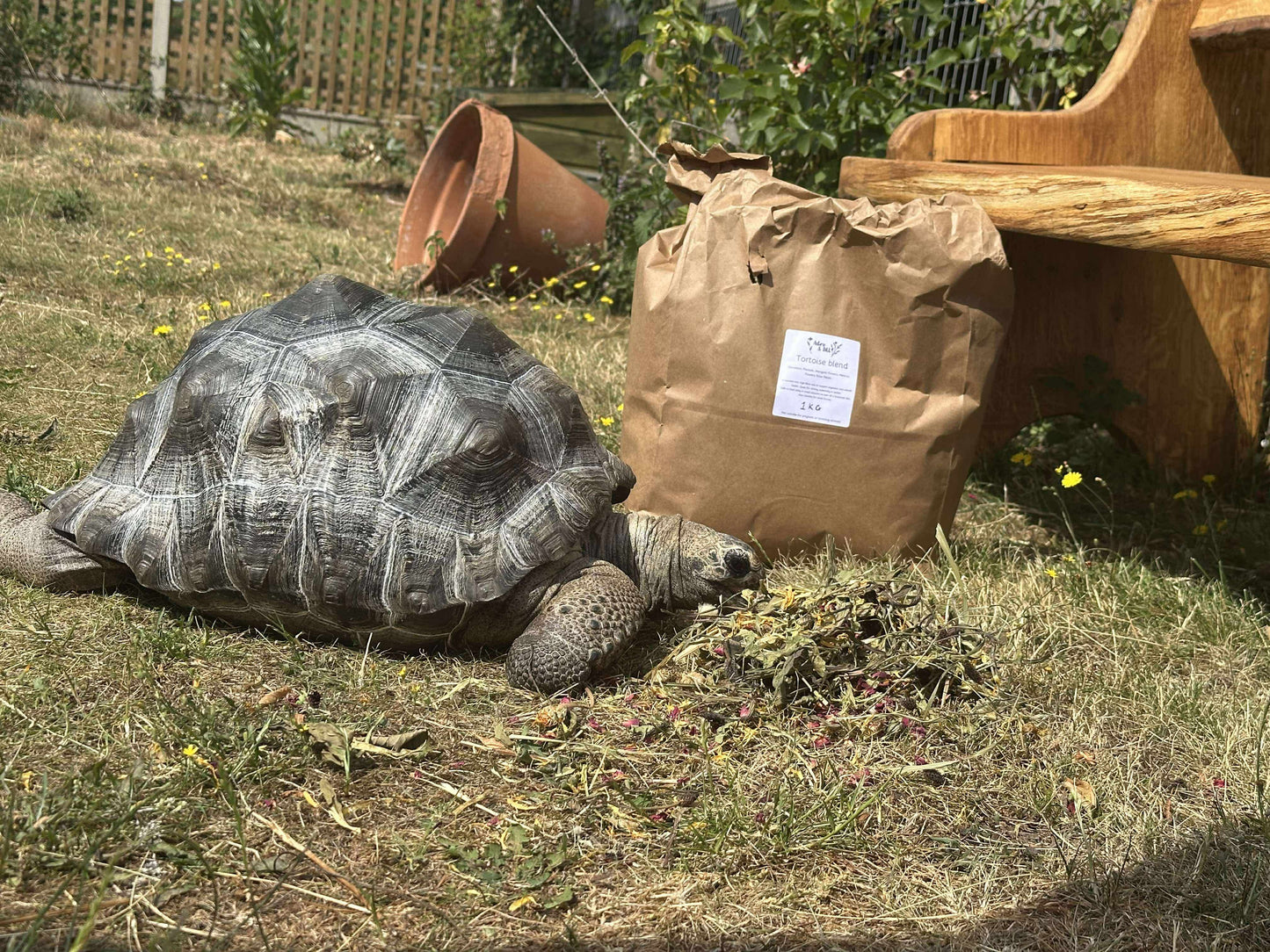 Tortoise blend