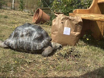Tortoise blend